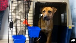 ​ໝາ​ຖື​ກ​ຊ່ວຍ​ເຫຼືອ​ຈາກ​ການ​ຖືກ​ນຳ​ມາ​ຂ້າ​ເປັນ​ອາ​ຫານ​ໃນ ເກົາຫຼີ​ໃຕ້.