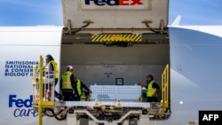 Панди відлетіли із Вашингтона до Пекіна. Jim WATSON/AFP