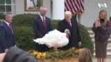 特朗普总统与第一夫人在白宫举行感恩节火鸡“赦免”仪式 