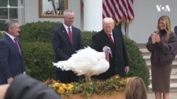 特朗普总统与第一夫人在白宫举行感恩节火鸡“赦免”仪式 
