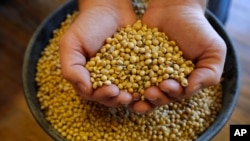 賈斯汀羅斯在愛荷華州布魯克林的倉庫捧著一把大豆（2018年11月21日）。