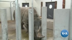 Wanted Surrogate Moms to Save Northern White Rhinos