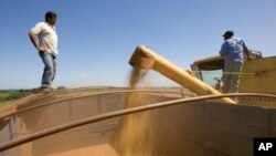 巴西農場工人把收穫的大豆裝入卡車。 （資料圖片）