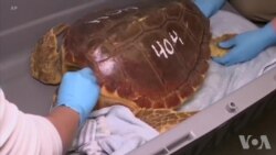 带海龟北漂受困