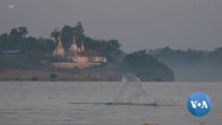 Increased Patrols Spark Dolphin Resurgence