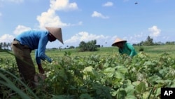 印尼農民在收割農作物。（2017年4月13日）