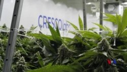 伊利諾斯州大麻合法化