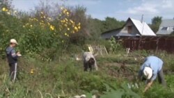 俄罗斯经济低迷，人们纷纷种植并分享食物