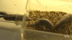 Tough Critter May Hold Clues to Fighting Cancer