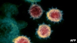 美国国家过敏及传染性疾病研究所发布电子显微镜下的新冠病毒 (SARS-CoV-2) 图像 （路透社）