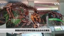 美国史密森尼博物馆推出远古化石展览
