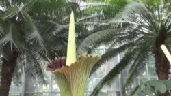 華盛頓植物園展出獨特巨花