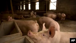 中國河北省龐各莊的一個養豬場。據估計，中國每年要消耗約7000萬噸豆粕用於養豬。 （2019年5月8日）