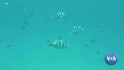 Expedition Will Gauge Health of Seychelles Reef Systems