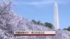 华盛顿樱花节：美日友好象征