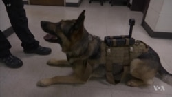 Camera-Equipped Dogs Sniffing and Scoping Out Crime Scenes