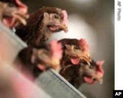 香港加強預防禽流感措施