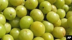 ໝາກຂາມປ້ອມ ເຮັດໃຫ້ຊາວກະສິກອນ ໄດ້ກໍາໄລຈາກການປູກ.