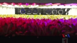 “垂直农业”让种植更经济环保