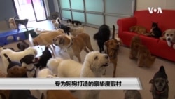 专为狗狗打造的豪华度假村