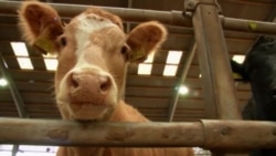 Breeding Cleaner Cattle Could Slow Climate Change