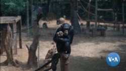 Encroaching Humans are Changing Chimpanzee Culture