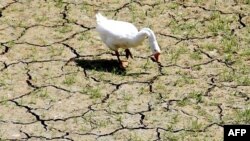 2011 год вошел в десятку самых жарких