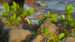 Fighting Climate Change for Profit