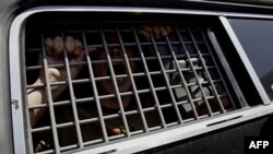 Арестованный в полицейском автомобиле