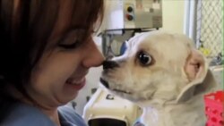 不再是盘中餐：韩国小狗移民美国