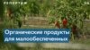 На ферме в Вирджинии выращивают органические продукты в помощь нуждающимся 