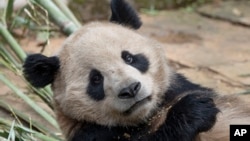 聖地亞哥動物園2024年4月25日公佈的照片顯示在中國四川省的大熊貓雲川。