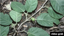 野生咖啡正在消失 咖啡物種受到威脅。(視頻截圖）