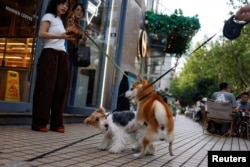 中國上海一條街上的寵物狗在玩耍。 (2024年9月28日)