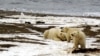 FILE - Polar bear and cubs in the Arctic, Dec. 21, 2005. (Credit: U.S. Fish and Wildlife Service Alaska Image Library)