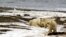 FILE - Polar bear and cubs in the Arctic, Dec. 21, 2005. (Credit: U.S. Fish and Wildlife Service Alaska Image Library)