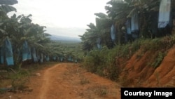 缅甸克钦邦香蕉种植。