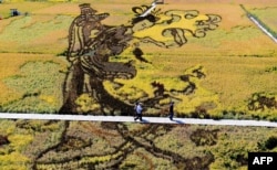 在中国辽宁省沈阳的收获季节，用各种稻谷组成的3D稻田画 “天女散花” （2017年9月20日）。该设计旨在促进该地区的旅游业，提高当地农民的收入。