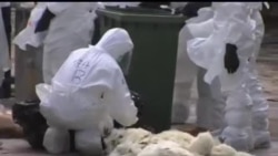 2014-01-28 美國之音視頻新聞: 香港撲殺上萬雞隻 防止禽流感擴散