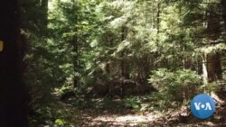 NASA Satellite Will Measure the World's Forests