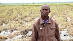 ແອັບ AI ຊ່ວຍໃຫ້ຊາວກະສິກອນ ເຄັນຢາ ເພີ້ມຜົນຜະລິດໃຫ້ຫຼາຍ​ທີ່​ສຸດ