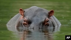 ແຟ້ມພາບ-ຊ້າງນ້ຳລອຍຢູ່ໃນໜອງນ້ຳທີ່ ສວນອຸທິຍານ Hacienda Napoles, ໃນເມືອງ ເປີຣໂຕ ທຣີອຸນໂຟ, ປະເທດໂຄລອມເບຍ, ວັນທີ 16 ກຸມພາ 2022. (AP Photo/Fernando Vergara)