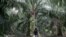 FILE - A worker collects palm oil fruits at a plantation in Klang, Malaysia, June 15, 2020. 