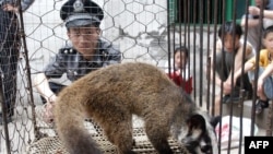 ພາບ​ແຟ້ມ​ທີ່​ຖ່າຍ​ໃນ​ວັນ​ທີ 26 ພຶດ​ສະ​ພາ 2003 ສະ​ແດງ​ໃຫ້​ເຫັນ​ຕຳຫຼວດ​ເບິ່ງ​ໂຕ​ເຫງັນ​ທີ່​ຖື​ກ​ຈັບ​ໄດ້​ໃນ​ປ່າ​ໂດຍ​ຊາວ​ນາ​ໃນ​ເມືອງ ວູ​ຫານ ແຂວງ ຮູ​ເບ.