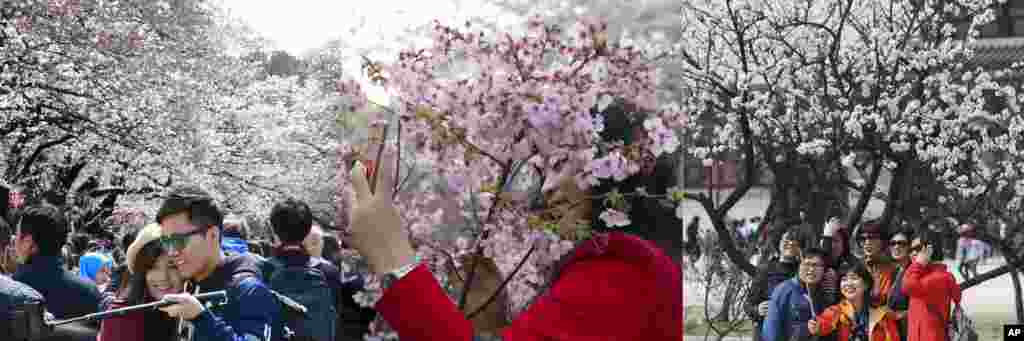 左图：东京男女在樱花树下自拍。中图：北京红衣女郎在樱花下自拍。右图：首尔人在樱花树下自拍