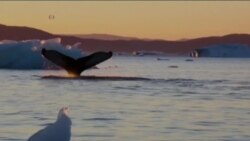 北极冰川消融 居民五味杂陈