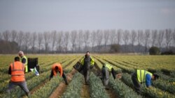 國際勞工組織：全球經濟中移民作用至關重要