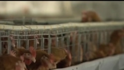 2013-05-22 美國之音視頻新聞: 禽流感令中國養禽業損失65億美元