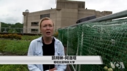 有益于人与自然的绿色屋顶