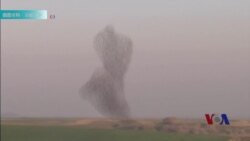 科学家解开鸟群秘密